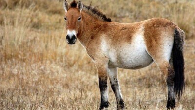 Учёные сообщили сенсационные факты о происхождении лошадей Пржевальского