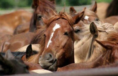 Сотрудники полиции в Кокшетау угнали лошадей у своего бывшего начальника