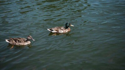 На водоёме в ВКО обнаружили сотни мёртвых диких уток
