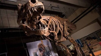 Палеонтологи представили самого крупного тираннозавра рекса