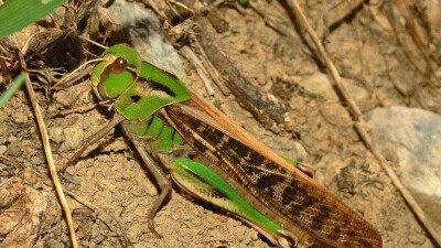 В Жамбылской области зафиксировано наличие трёх видов опасной саранчи