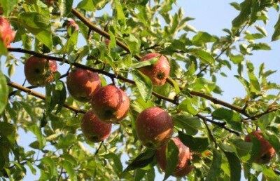 Казахстанские яблоневые леса, которым 50 миллионов лет, получили премию итальянского фонда 
