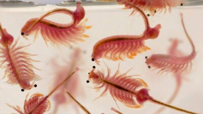 38 мешков с яйцами рачка изъяли полицейские у жителя СКО