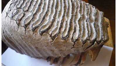 Коренной зуб мамонта нашли в Костанайской области