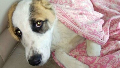 Раненому бездомному щенку из Актау волонтёры собрали деньги на операцию в Алматы