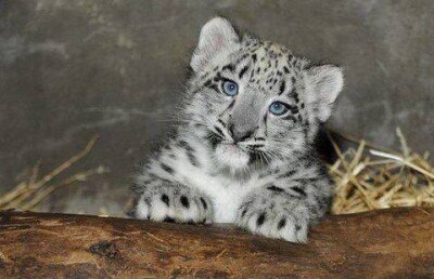 Назарбаеву пожаловались на то, что алматинцев ждёт участь погибших барсов