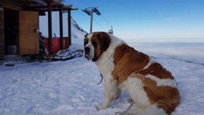 Как провожали на пенсию талисман Шымбулака – сенбернара Чимбу. Фоторепортаж Informburo.kz