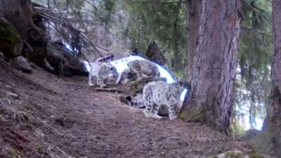 Три снежных барса попали в фотоловушку в горах Алматы