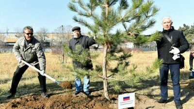 Сосновую аллею высадили в Алматы в честь 75-летия ООН