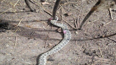 Жители Костанайской области напуганы заползающими во дворы гадюками