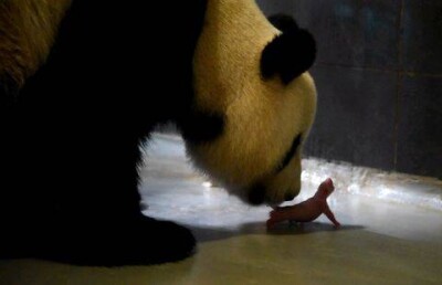 50-граммового детёныша большой панды показали публике