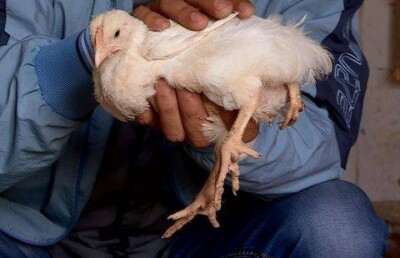 Цыплёнок-мутант вылупился в Шымкенте