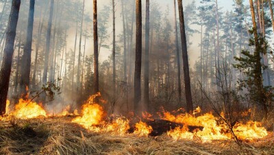 Дональд Трамп посетит Калифорнию, где полыхают лесные пожары