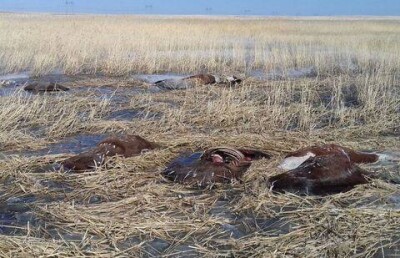 Целый табун лошадей вмёрз в болото в Павлодарской области
