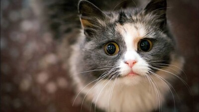 Спасение кошки из затопленного двора в Темиртау растрогало соцсети