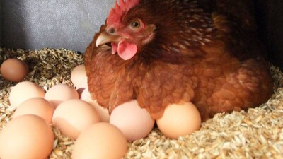 В яйцах мангистауских кур обнаружили высокое содержание вредных веществ