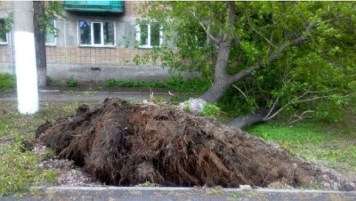 Сильный ветер с корнем вырвал деревья в Петропавловске 