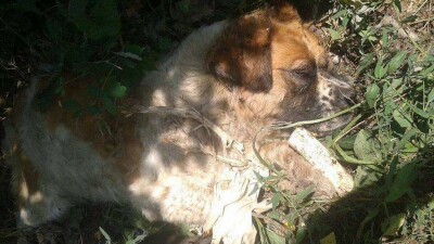 Полиция Алматы не увидела состава преступления в убийстве собаки вилами