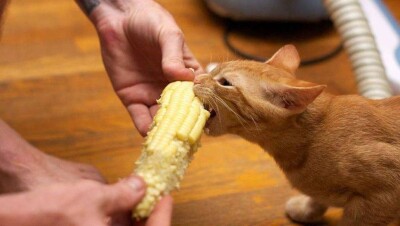 Веганам пригрозили уголовной ответственностью за лишение кошек мяса в Британии