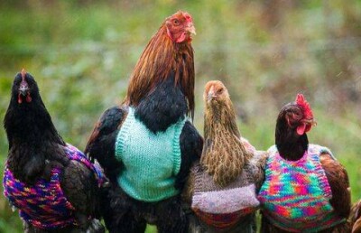 Англичанка вяжет шерстяные свитера для фабричных кур