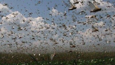 МСХ ведёт переговоры с производителями дронов, чтобы обрабатывать поля от саранчи