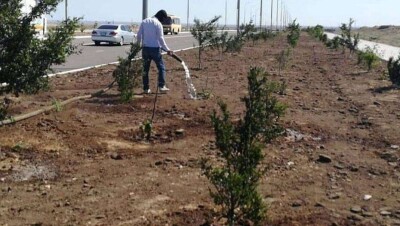 Акиму Актау объявили выговор за плохую работу по сохранению зелёного фонда