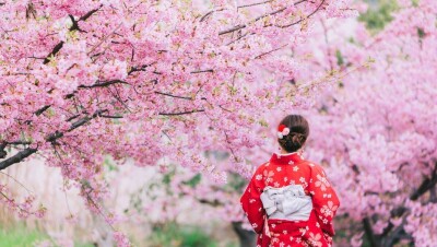 В Японии отменили фестивали цветения и любования сакурой
