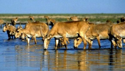 В Костанайской области сделают всё, чтобы создать условия для окота сайги
