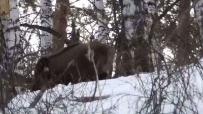 Четыре диких кабана попали в объектив камеры фотографа на Кок-Жайляу