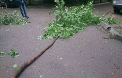 Лжесотрудника КНБ, срубившего здоровое дерево, наказали в Алматы