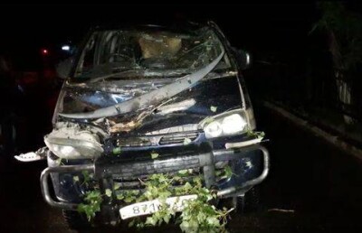 В Алматы на два автомобиля упало дерево