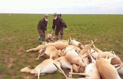 Для выяснения причин массовой гибели сайгаков проверят комаров и других переносчиков заболеваний