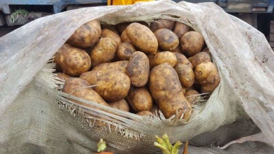 О сговоре торговцев картофелем заявили в Министерстве сельского хозяйства