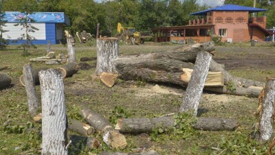2000 деревьев вырубят в городском парке Петропавловска