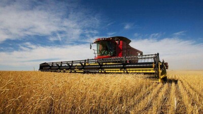 В СКО увеличат площади посевов масличных культур и овощей