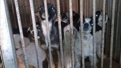 Иск зоозащитников к акимату Алматы: суд запретил службе отлова усыплять животных