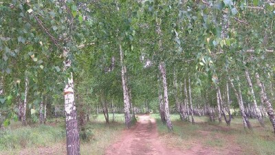 Вырубку берёзовой рощи в Карагандинской области объяснили экономической выгодой