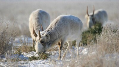 Бульдозерами расчищают дорогу сайгакам в степи ЗКО 