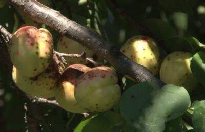 Сады в Алматинской области оказались под угрозой вырубки