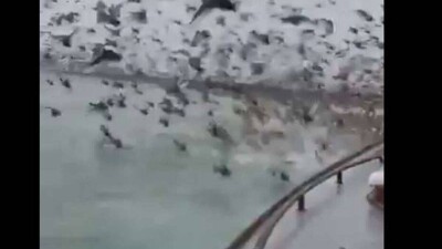 В Мангистау полиция нашла людей, которые на лодке давили диких уток в Каспийском море