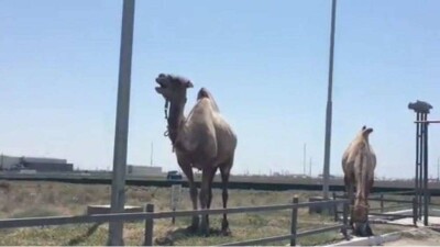 Поющего верблюда на заправке встретили жители Мангистау 