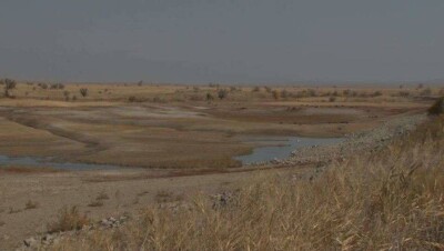 Из-за проблем с госзакупками животноводы Алматинской области остались без кормов