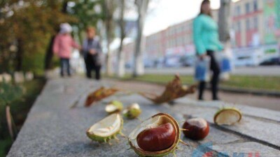 Жүрекке жақын ағаш