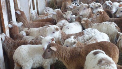 Из-за выжидательной позиции фермеров и госорганов погибли ягнята – аким Ногаев