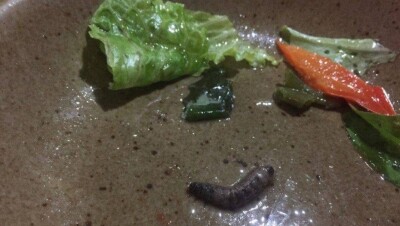 Гусеницу в салате в ресторане Усть-Каменогорска объяснили экологически чистым продуктом