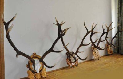 Грузовик с более чем 100 оленьими рогами задержан в Акмолинской области