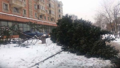 Бизнесмена, срубившего два возрастных дерева в Алматы, заставят высадить 20 деревьев