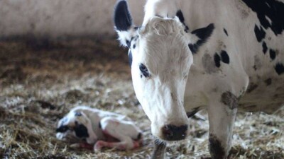 В Мангистау растёт число заболевших бешенством домашних животных
