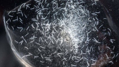 Учёные назвали самое быстрое существо на Земле