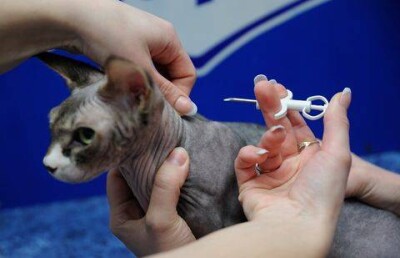 Владельцев кошек и собак в Астане обяжут вживлять микрочипы своим питомцам 